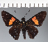  (Hesperiidae_gen sp. CF419 - CFC27076)  @11 [ ] copyright (2023) Center For Collection-Based Research Center For Collection-Based Research