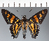  (Hesperiidae_gen sp. CF381 - CFC27080)  @11 [ ] copyright (2023) Center For Collection-Based Research Center For Collection-Based Research