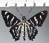  (Hesperiidae_gen sp. CF441 - CFC27083)  @11 [ ] copyright (2023) Center For Collection-Based Research Center For Collection-Based Research
