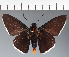  (Hesperiidae_gen sp. CF424 - CFC27093)  @11 [ ] copyright (2023) Center For Collection-Based Research Center For Collection-Based Research