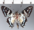  (Hesperiidae_gen sp. CF434 - CFC27099)  @11 [ ] copyright (2023) Center For Collection-Based Research Center For Collection-Based Research