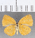  (Theope sp. CF52 - CFC27108)  @11 [ ] Copyright (2019) Christer Fahraeus Center For Collection-Based Research