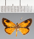  (Hesperiidae_gen sp. CF291 - CFC27201)  @11 [ ] copyright (2023) Center For Collection-Based Research Center For Collection-Based Research
