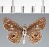  (Hesperiidae_gen sp. CF240 - CFC27211)  @11 [ ] copyright (2023) Center For Collection-Based Research Center For Collection-Based Research