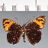  (Hesperiidae_gen sp. CF298 - CFC27236)  @11 [ ] copyright (2023) Center For Collection-Based Research Center For Collection-Based Research