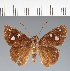  (Hesperiidae_gen sp. CF480 - CFC27290)  @11 [ ] copyright (2023) Center For Collection-Based Research Center For Collection-Based Research