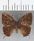  ( - CFC27326)  @11 [ ] Copyright (2020) Christer Fahraeus Center For Collection-Based Research