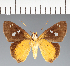  (Hesperiidae_gen sp. CF481 - CFC27361)  @11 [ ] copyright (2023) Center For Collection-Based Research Center For Collection-Based Research