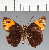  (Hesperiidae_gen sp. CF299 - CFC27362)  @11 [ ] copyright (2023) Center For Collection-Based Research Center For Collection-Based Research