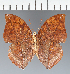  (Zaretis sp. CF04 - CFC27396)  @11 [ ] copyright (2023) Center For Collection-Based Research Center For Collection-Based Research