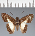 (Hesperiidae_gen sp. CF56 - CFC27478)  @11 [ ] copyright (2023) Center For Collection-Based Research Center For Collection-Based Research