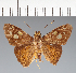  (Hesperiidae_gen sp. CF488 - CFC27479)  @11 [ ] copyright (2023) Center For Collection-Based Research Center For Collection-Based Research
