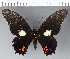  ( - CFC02748)  @11 [ ] Copyright (2018) Christer Fahraeus Center For Collection-Based Research