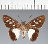 (Hesperiidae_gen sp. CF483 - CFC27483)  @11 [ ] copyright (2023) Center For Collection-Based Research Center For Collection-Based Research