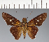  (Hesperiidae_gen sp. CF507 - CFC27497)  @11 [ ] copyright (2023) Center For Collection-Based Research Center For Collection-Based Research