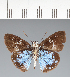  (Hesperiidae_gen sp. CF184 - CFC27559)  @11 [ ] copyright (2023) Center For Collection-Based Research Center For Collection-Based Research