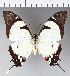  (Eurytides callias - CFC02759)  @11 [ ] Copyright (2018) Christer Fahraeus Center For Collection-Based Research