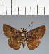  (Hesperiidae_gen sp. CF234 - CFC27612)  @11 [ ] copyright (2023) Center For Collection-Based Research Center For Collection-Based Research