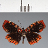  (Hesperiidae_gen sp. CF114 - CFC27615)  @11 [ ] copyright (2023) Center For Collection-Based Research Center For Collection-Based Research