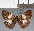  (Hesperiidae_gen sp. CF55 - CFC27670)  @11 [ ] copyright (2023) Center For Collection-Based Research Center For Collection-Based Research