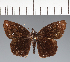  (Hesperiidae_gen sp. CF566 - CFC27671)  @11 [ ] copyright (2023) Center For Collection-Based Research Center For Collection-Based Research