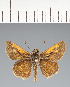  (Hesperiidae_gen sp. CF293 - CFC27706)  @11 [ ] copyright (2023) Center For Collection-Based Research Center For Collection-Based Research