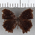  ( - CFC27752)  @11 [ ] copyright (2020) Christer Fahraeus Center For Collection-Based Research