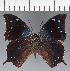  ( - CFC27780)  @11 [ ] copyright (2023) Center For Collection-Based Research Center For Collection-Based Research