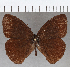  (Forsterinaria rustica - CFC27964)  @11 [ ] copyright (2020) Christer Fahraeus Center For Collection-Based Research