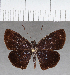  (Camptopleura sp. CF01 - CFC27968H)  @11 [ ] copyright (2021) Center For Collection-Based Research Center For Collection-Based Research