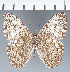  (Hamadryas sp. CF03 - CFC28027)  @11 [ ] copyright (2023) Center For Collection-Based Research Center For Collection-Based Research