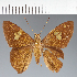  (Hesperiidae_gen sp. CF476 - CFC28092)  @11 [ ] copyright (2023) Center For Collection-Based Research Center For Collection-Based Research