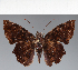  (Hesperiidae_gen sp. CF565 - CFC28094)  @11 [ ] copyright (2023) Center For Collection-Based Research Center For Collection-Based Research
