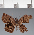 (Hesperiidae_gen sp. CF45 - CFC28150H)  @11 [ ] copyright (2023) Center For Collection-Based Research Center For Collection-Based Research
