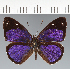  (Eunica sp. CF25 - CFC28165)  @11 [ ] copyright (2023) Center For Collection-Based Research Center For Collection-Based Research