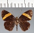  (Hesperiidae_gen sp. CF300 - CFC28180)  @11 [ ] copyright (2023) Center For Collection-Based Research Center For Collection-Based Research