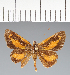  (Hesperiidae_gen sp. CF292 - CFC28305)  @11 [ ] copyright (2023) Center For Collection-Based Research Center For Collection-Based Research