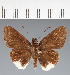  (Hesperiidae_gen sp. CF479 - CFC28316)  @11 [ ] copyright (2023) Center For Collection-Based Research Center For Collection-Based Research