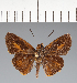  (Hesperiidae_gen sp. CF295 - CFC28428)  @11 [ ] copyright (2023) Center For Collection-Based Research Center For Collection-Based Research