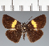  (Hesperiidae_gen sp. CF491 - CFC28448)  @11 [ ] copyright (2023) Center For Collection-Based Research Center For Collection-Based Research