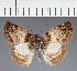  (Hesperiidae_gen sp. CF66 - CFC28449)  @11 [ ] copyright (2023) Center For Collection-Based Research Center For Collection-Based Research