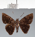  (Hesperiidae_gen sp. CF576 - CFC28454)  @11 [ ] copyright (2023) Center For Collection-Based Research Center For Collection-Based Research