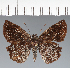  (Hesperiidae_gen sp. CF568 - CFC28458)  @11 [ ] copyright (2023) Center For Collection-Based Research Center For Collection-Based Research