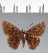  (Hesperiidae_gen sp. CF583 - CFC28459)  @11 [ ] copyright (2023) Center For Collection-Based Research Center For Collection-Based Research