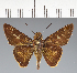  (Hesperiidae_gen sp. CF493 - CFC28486)  @11 [ ] copyright (2023) Center For Collection-Based Research Center For Collection-Based Research