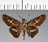  (Hesperiidae_gen sp. CF486 - CFC28487)  @11 [ ] copyright (2023) Center For Collection-Based Research Center For Collection-Based Research