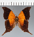  (Marpesia sp. CF05 - CFC28574)  @11 [ ] copyright (2023) Center For Collection-Based Research Center For Collection-Based Research