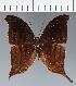  (Marpesia sp. CF06 - CFC28575)  @11 [ ] copyright (2023) Center For Collection-Based Research Center For Collection-Based Research