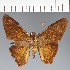  (Hesperiidae_gen sp. CF190 - CFC28684)  @11 [ ] copyright (2023) Center For Collection-Based Research Center For Collection-Based Research