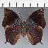  ( - CFC28696)  @11 [ ] copyright (2023) Center For Collection-Based Research Center For Collection-Based Research